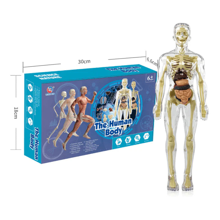 AnatoVision™ - Maqueta realista para estudiar el cuerpo humano