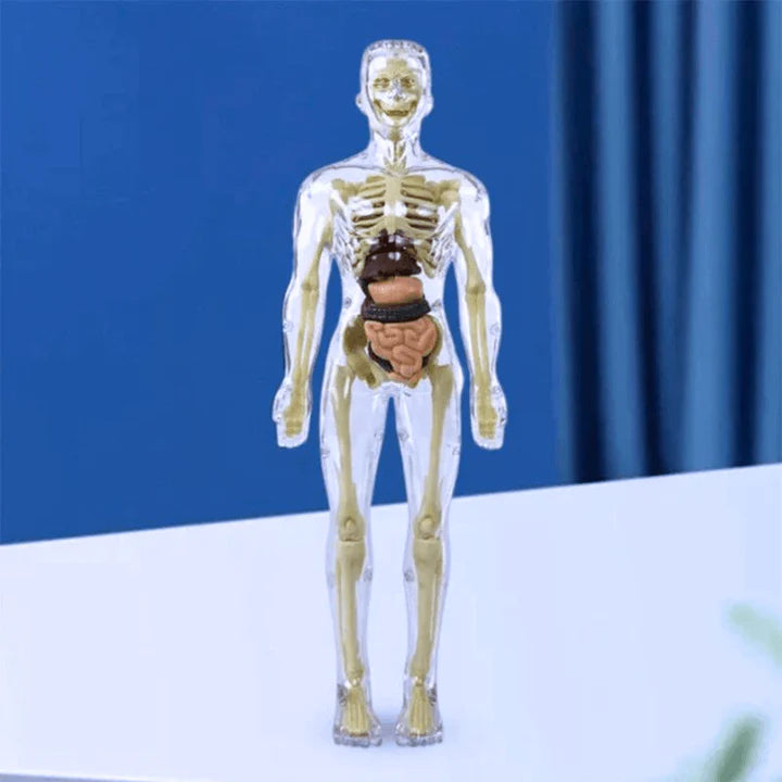 AnatoVision™ - Maqueta realista para estudiar el cuerpo humano