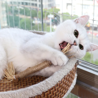 DENTALPET™ - MORDEDOR DENTAL PARA HIGIENE BUCAL